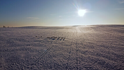 Winter landscape with roe deers on the snowy field at sunny winter day. Flock of European roe deer...