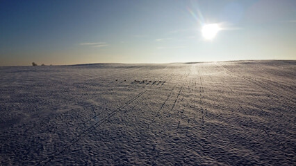 Winter landscape with roe deers on the snowy field at sunny winter day. Flock of European roe deer...