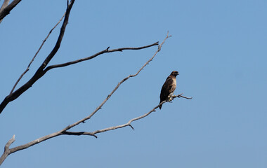red tailed hawk perched on branch 