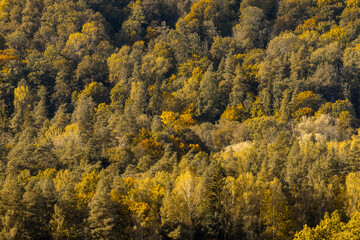A view of the forest on the opposite side of the mountain. Woods in autumn colors. Background image.