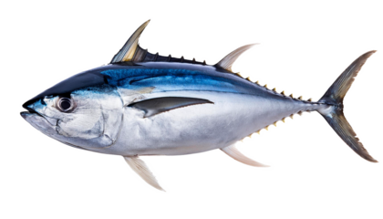 Yellow fin tuna, sea fish, transparent background