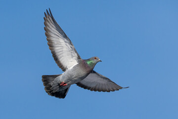 Feral Rock Pigeon flying with clear blue sky