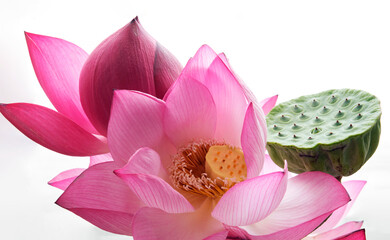 Closeup of blooming lotus flowers and lotus pods, bright background 