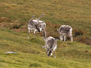 Svalbard Reindeers, Trygghamna, Spitsbergen, Svalbard