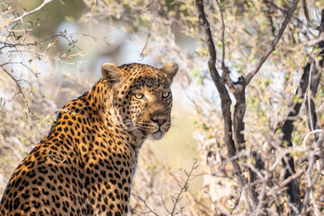African leopard, Panthera leopard, Panthera pardus pardus, posing in the bush, Moremi game reserve,...