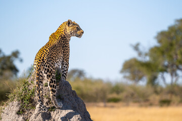 African leopard, Panthera leopard, Panthera pardus pardus, posing on the termite mound, Moremi game...