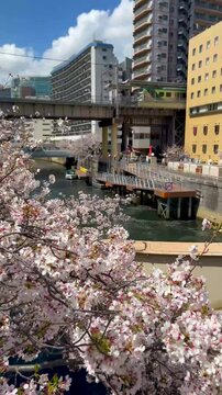Meguro River Sakura Cherry Blossom Season, Tokyo Japan