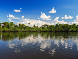 Landscape photograph of Amazon forest at river bank. Vibrant green of tropical vegetation, blue sky...