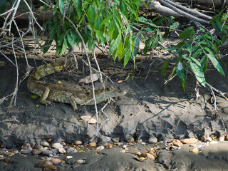 Photograph of cayman crocodile at river bank, sitting in the mud, hiding under green leaves.