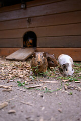 Guinea pigs in a paddock outside.
