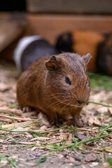 Guinea pigs in a paddock outside.
