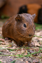 Guinea pigs in a paddock outside.
