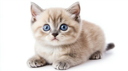 Adorable fluffy kitten with striking blue eyes resting on a white surface during bright daylight