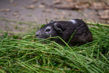 Fototapeta premium A guinea pig is eating grass in a paddock outside. 