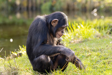 Chimpanzee