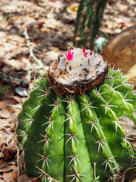 photograph of cactus pink flower at cotton like cactus' top.  Low, round cacti with long sharp spikes.