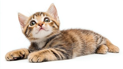 Playful tabby kitten lounging and looking curiously at the camera in a bright indoor setting
