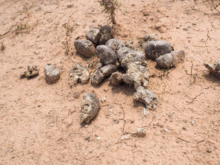 Animal's excrements on the dried soil in the desert