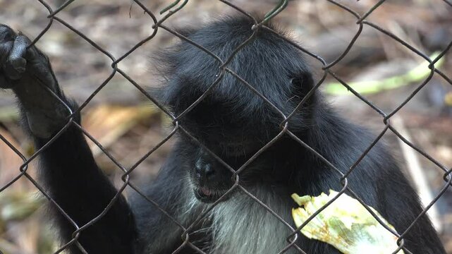 Spider monkey behind a fence in central america in slow motion 