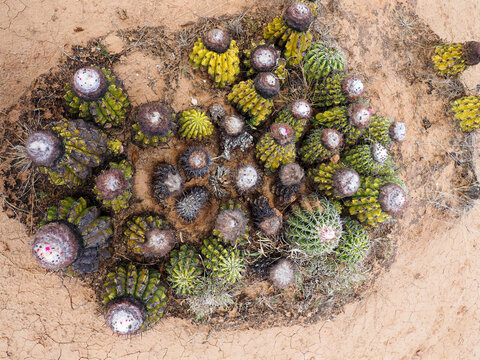Photograph of bunch of cactus seen from above. 
