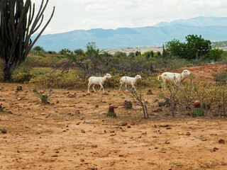 White goats  roaming through the desert in South america