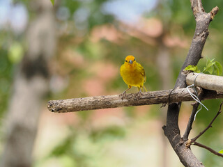 Yellow small bird sitting on the branch in front of the photography