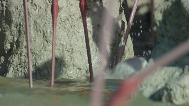 Flamingos live in very salty waters for life, and in the stormy season they make sand dune nests for protection.