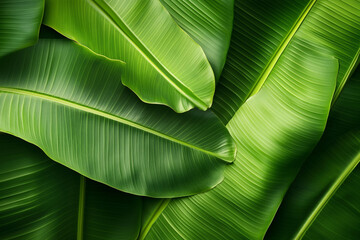 A close-up of a vibrant green banana leaf texture