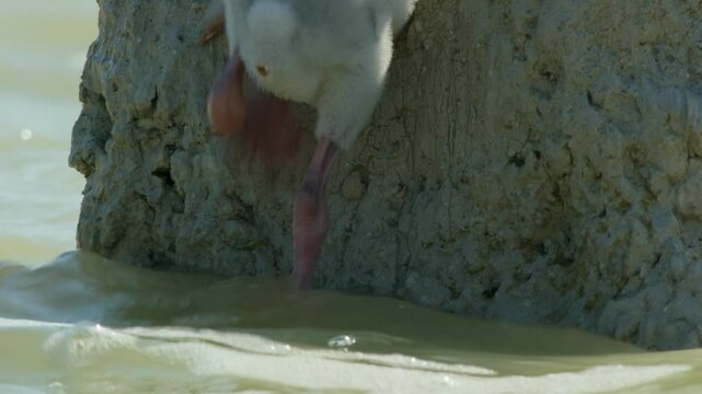 Flamingos live in very salty waters for life, and in the stormy season they make sand dune nests for protection.