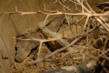 Stripped skin from a snake in a terrarium.
