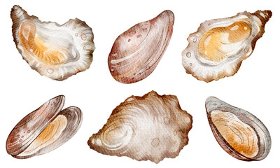 Oysters and mussels Watercolor clipart seafood on isolated background. Hand drawn illustrations sea creature for design, cards, print, menu restaurant. Mediterranean diet. Variety elements exotic seaf