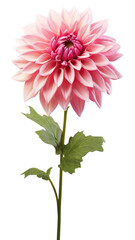Obraz premium PNG Flower dahlia plant white background.