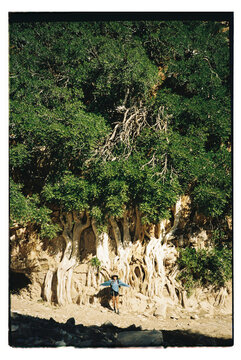 Hiker and giant rock fig tree