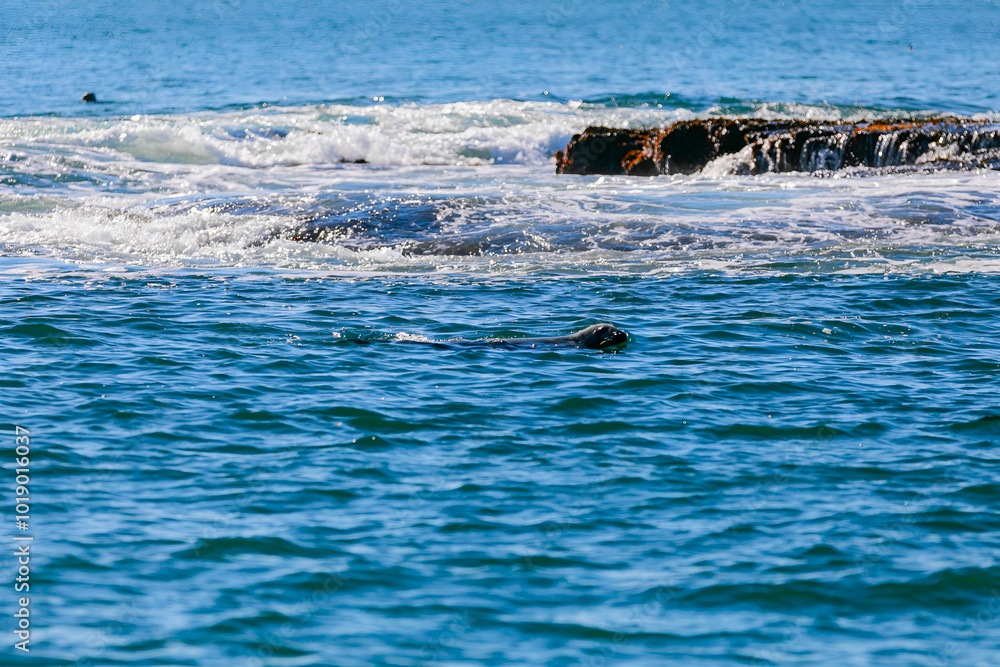 Wall mural a lone seal playfully roaming on the water surface during a bright sunny day in the open sea showcas