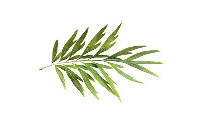 Upper side of a leaf of the southern silky oak (Grevillea robusta) isolated on white background