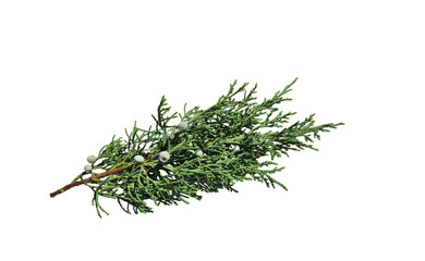 A branch of savin juniper or savin (Juniperus sabina) with its cone isolated on white background