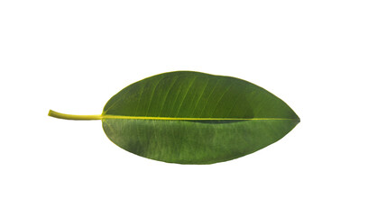 Upper side of a rubber fig tree leaf (Ficus elastica) isolated on white background