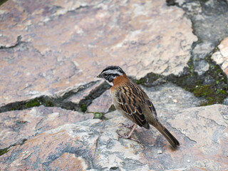 Brown sparrow on the light rock