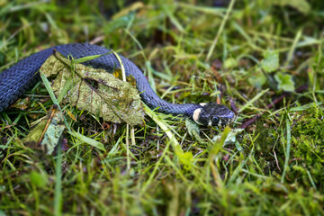European grass snake (Natrix natrix) sidling through grass and moss in a damp meadow, recognizable...