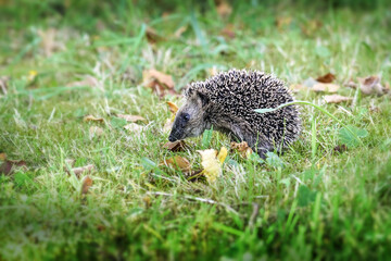 Young hedgehog in the grass looking for food in a wildlife-friendly natural garden in autumn, it...