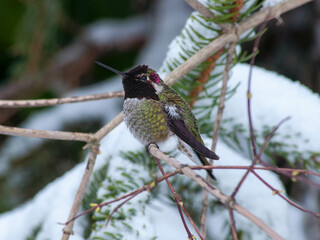 hummingbird on a branch in thw snow