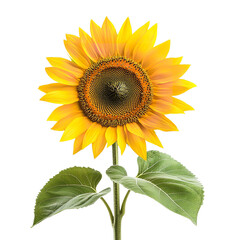 Fototapeta premium sunflower isolated on transparent background Generative AI
