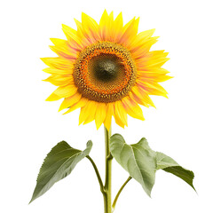 Fototapeta premium sunflower isolated on transparent background Generative AI
