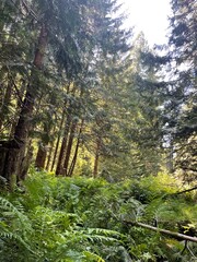 Fototapeta premium forest in the mountains