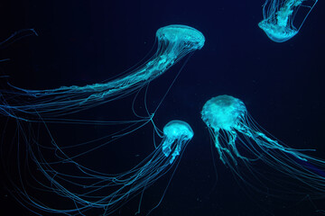 Group of Atlantic sea nettle, Chrysaora quinquecirrha, East Cost sea nettle jellyfish, floating in illuminated aquarium with neon light. Theriology, biodiversity, undersea life, aquatic organism