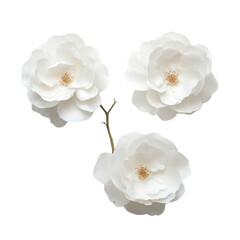 white rose  isolated on transparent background Generative AI