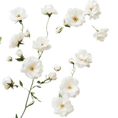 white rose  isolated on transparent background Generative AI