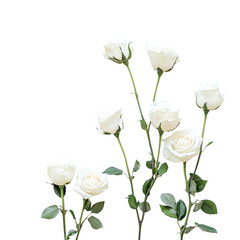 white rose  isolated on transparent background Generative AI