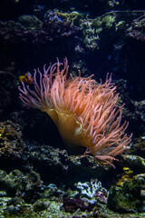 A clownfish near an anemone under the sea surface.
