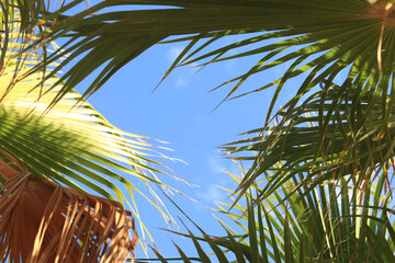 Green palm leaves against the sky, view from the bottom up. Nature background. Palm leaves...